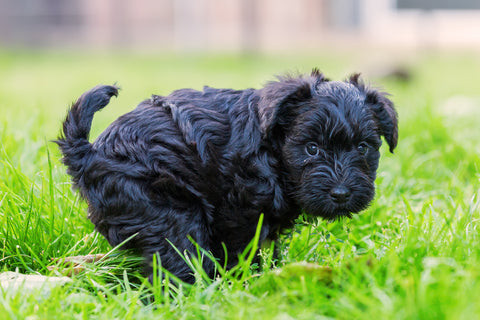 Boxer Puppies: Training and Care